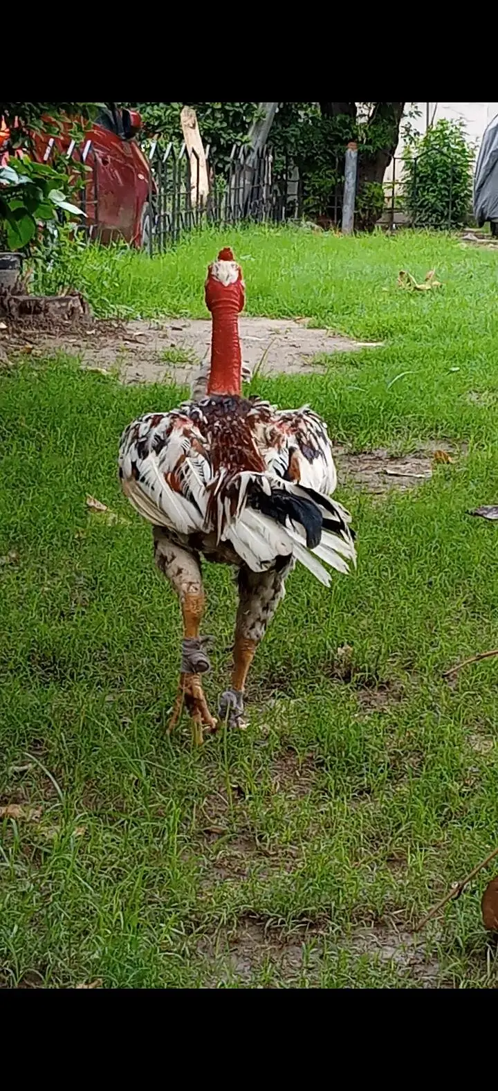 Vietnam Breed Heera Lakha (Cheena) Game Bird — photo 3
