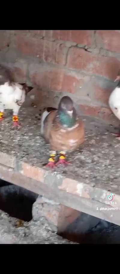 male pichori 03132873500