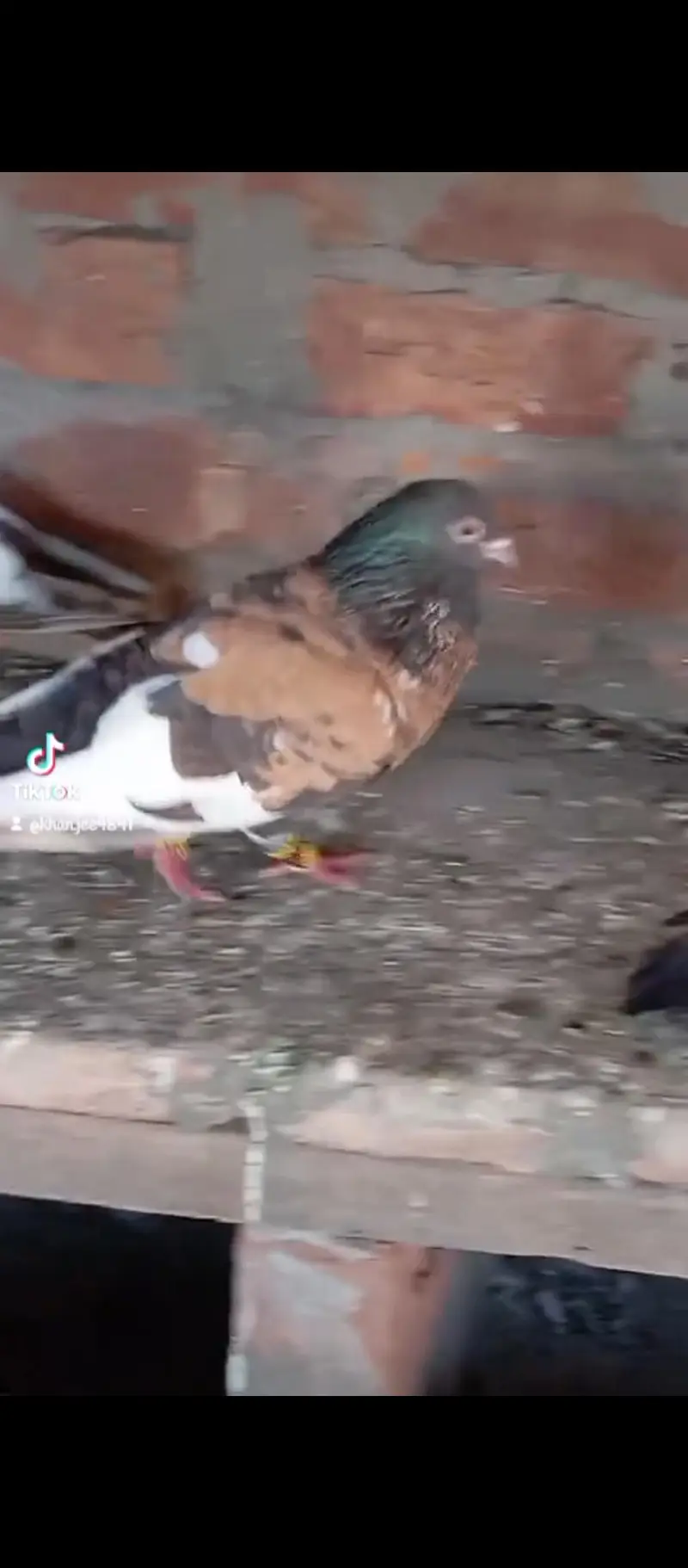 male pichori 03132873500 — photo 2