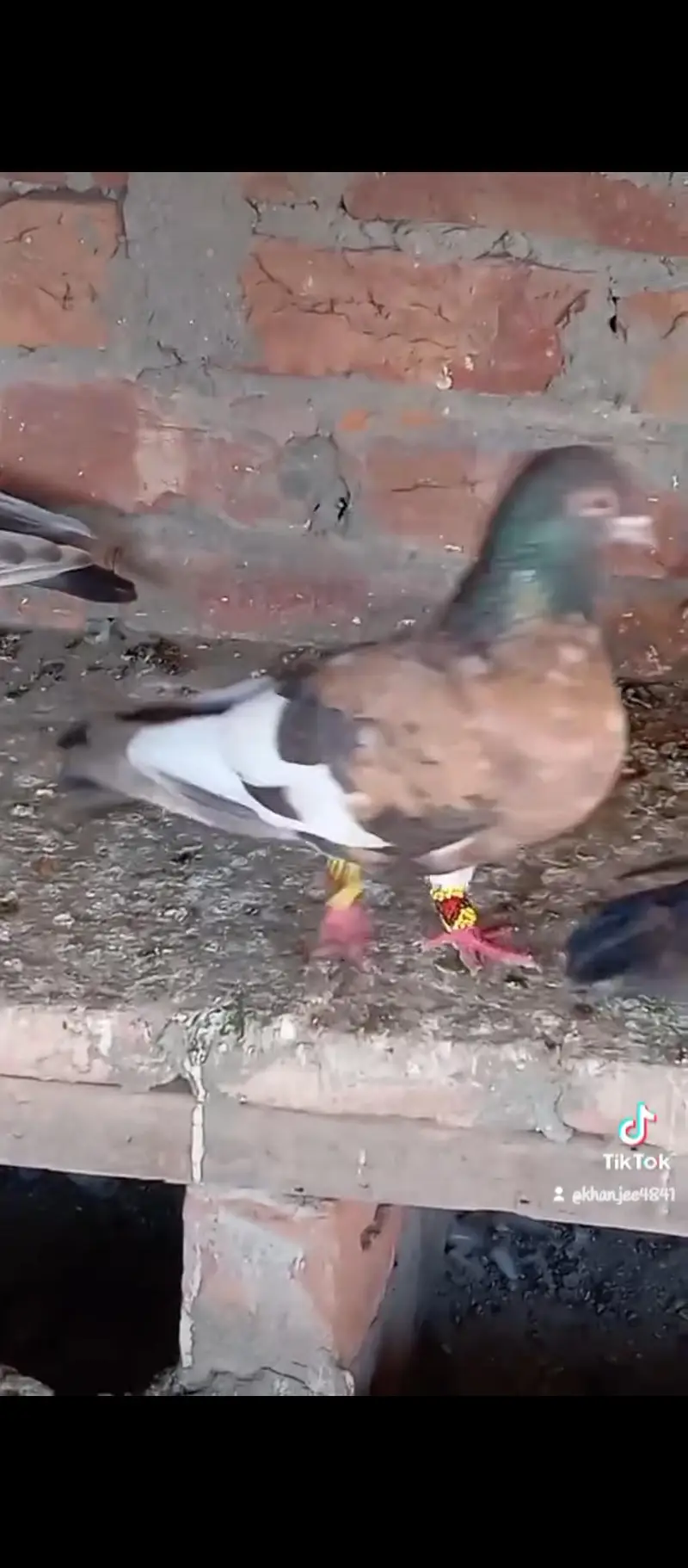 male pichori 03132873500 — photo 3