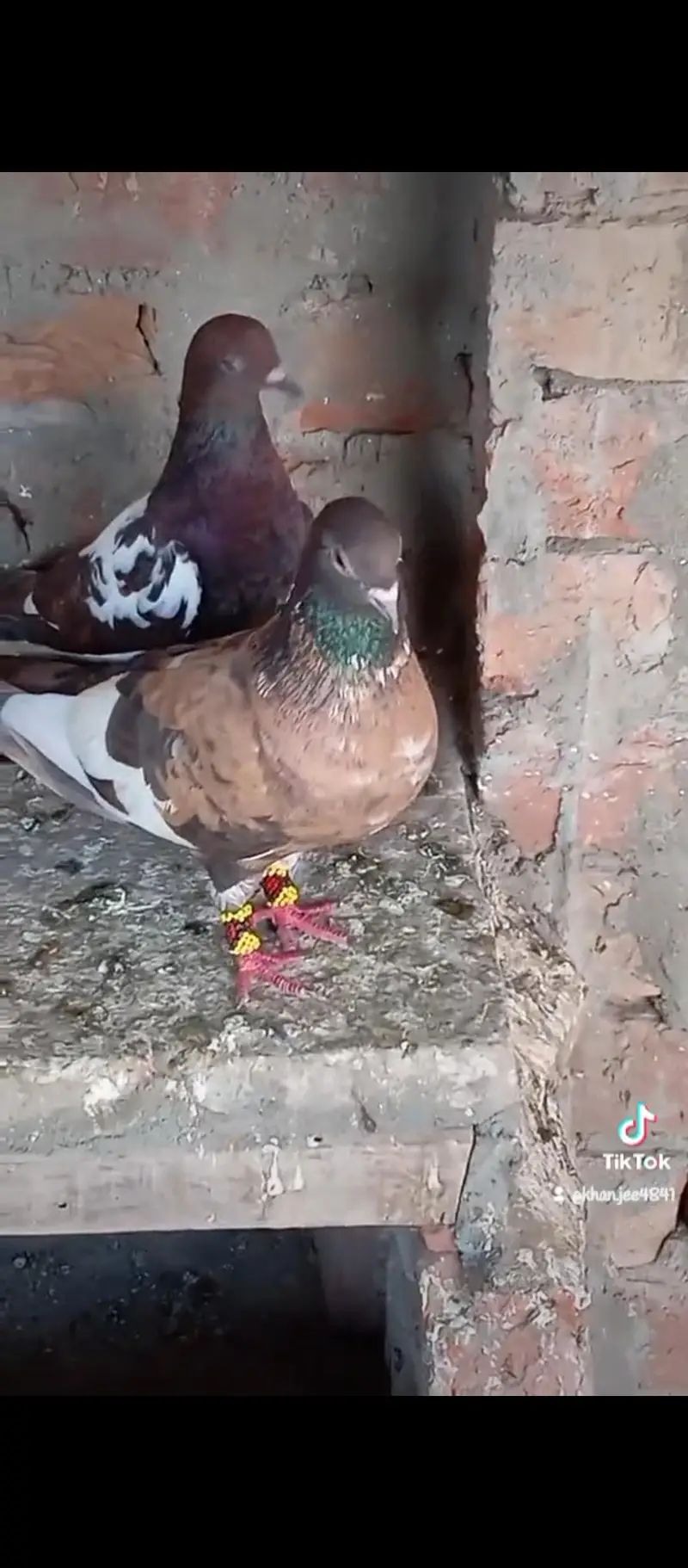 male pichori 03132873500 — photo 4