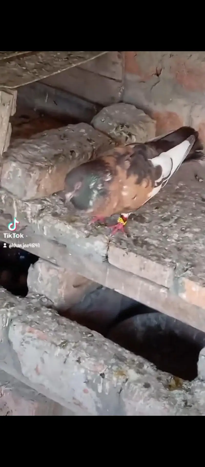 male pichori 03132873500 — photo 6