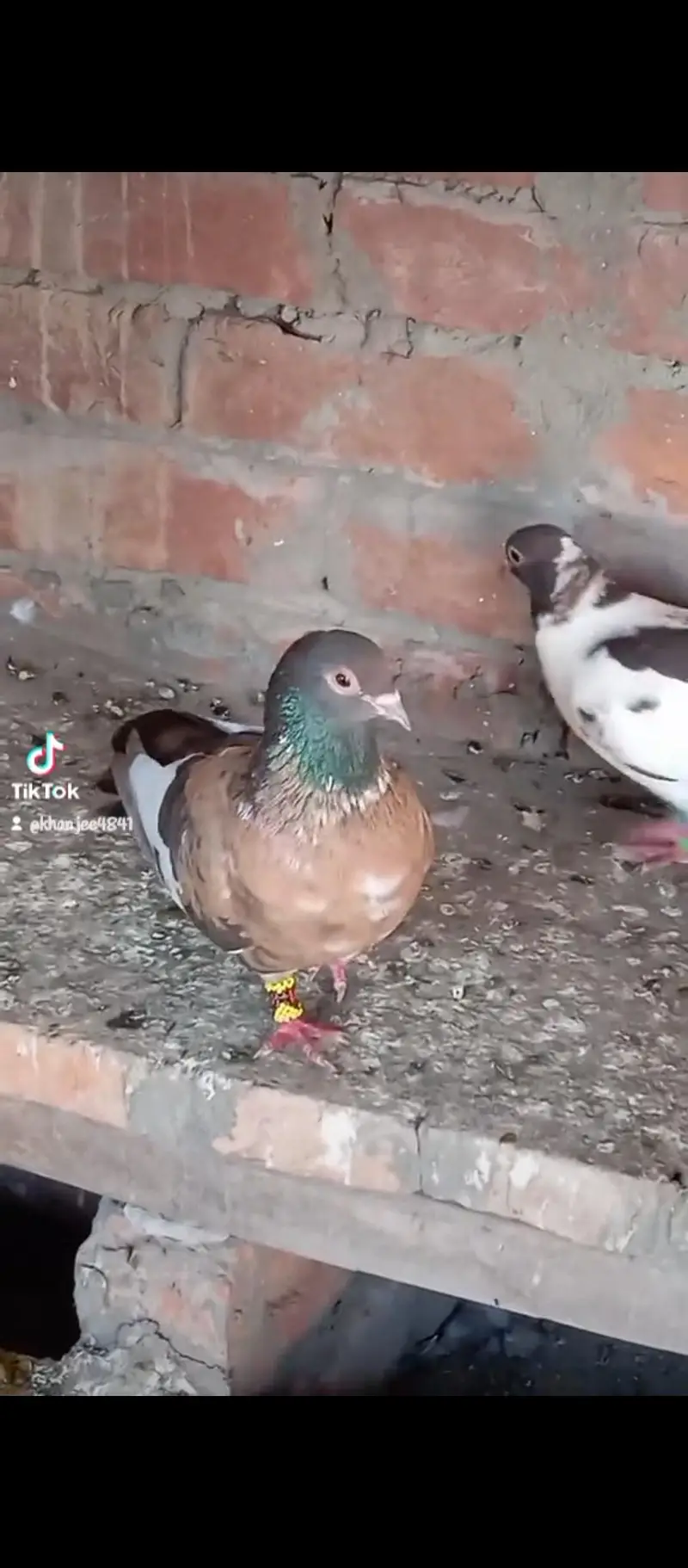 male pichori 03132873500 — photo 8