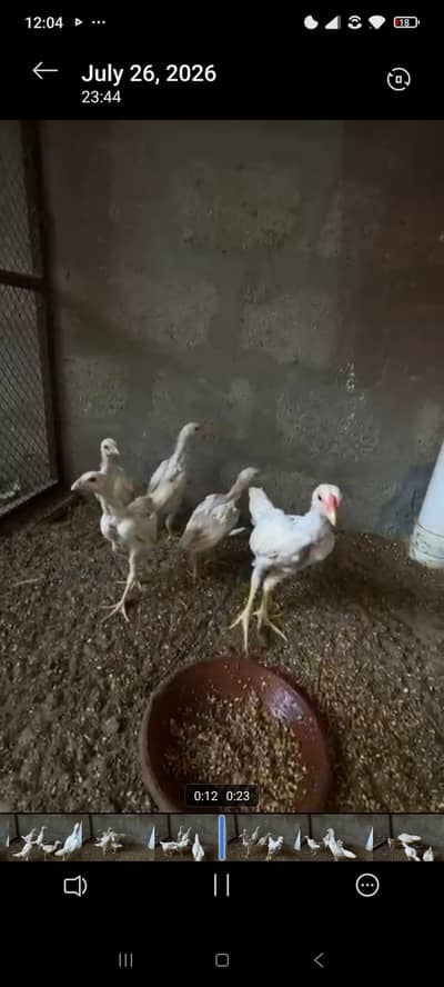 O Shamo pure German breed white and special discount