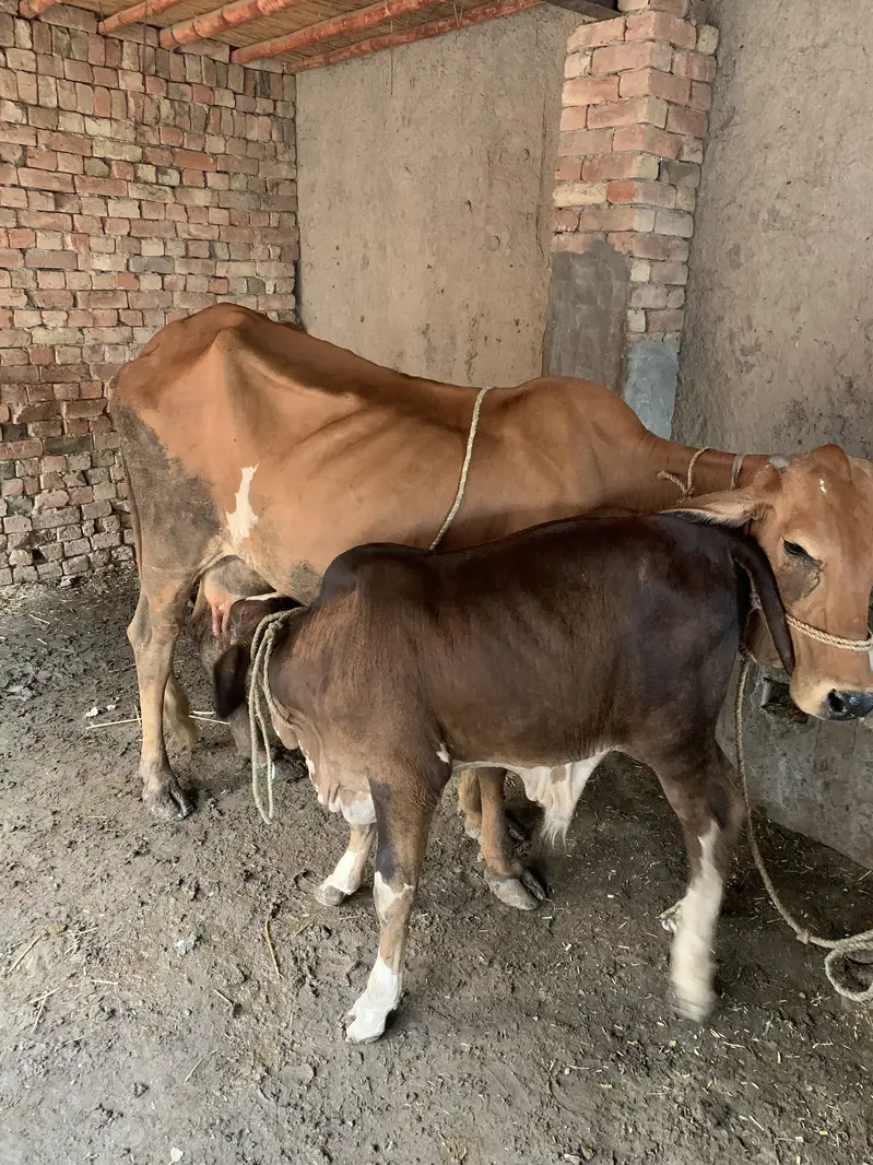 2 MUN BACHRA MR YOUMUN 511 SLUGGER WITH GAYEN OR WITHOUT GAYEN — photo 3