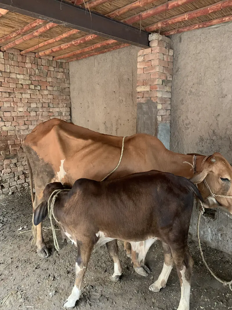 2 MUN BACHRA MR YOUMUN 511 SLUGGER WITH GAYEN OR WITHOUT GAYEN — photo 4
