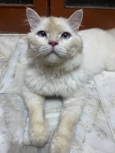 Rs 6,000 Blue-Eyed Male Persian Cat | 1 Year Old | Healthy & Playful
