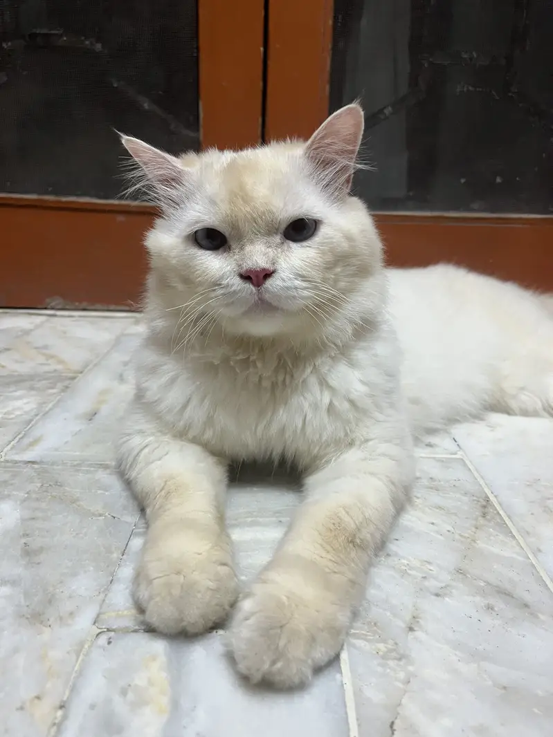 Rs 6,000 Blue-Eyed Male Persian Cat | 1 Year Old | Healthy & Playful — photo 2
