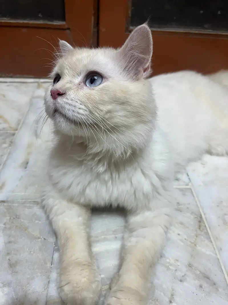 Rs 6,000 Blue-Eyed Male Persian Cat | 1 Year Old | Healthy & Playful — photo 3