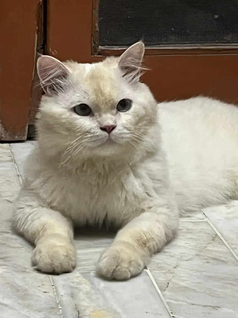 Rs 6,000 Blue-Eyed Male Persian Cat | 1 Year Old | Healthy & Playful — photo 4