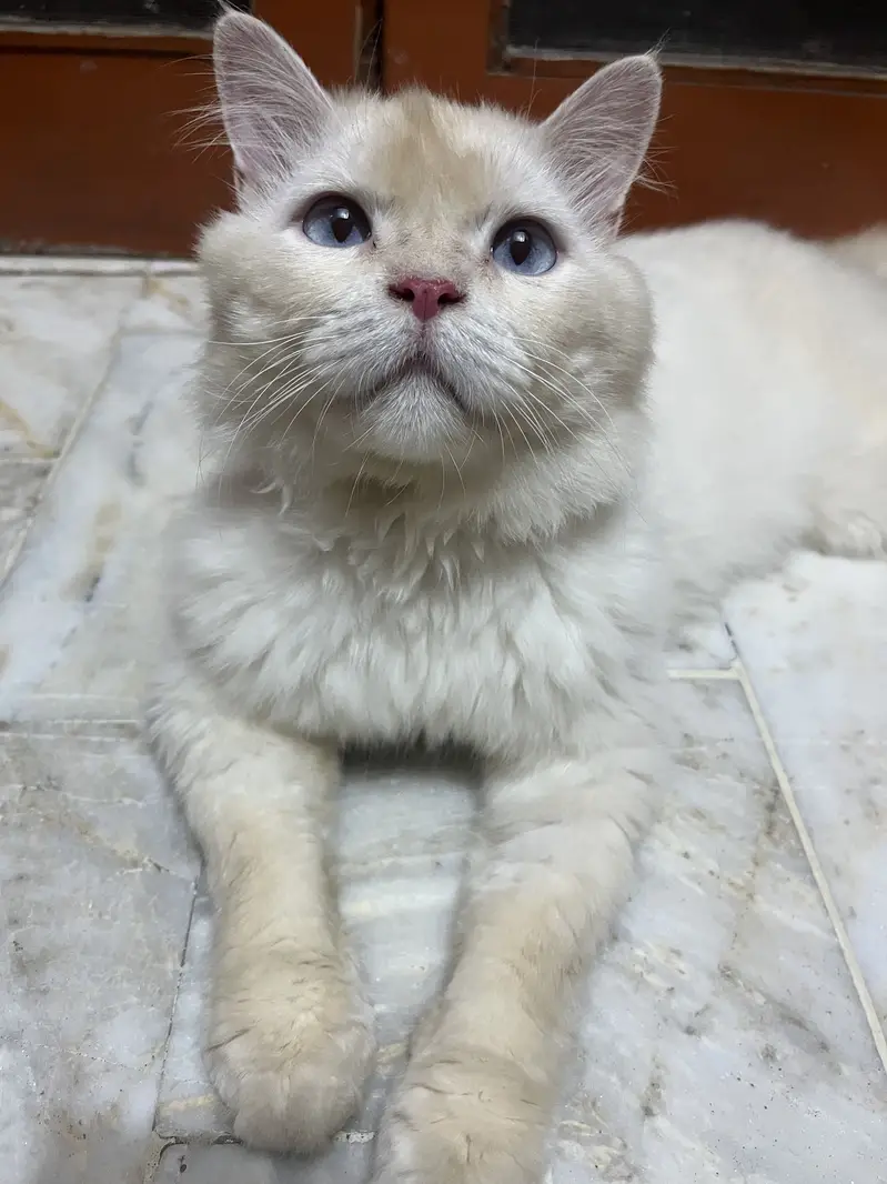 Rs 6,000 Blue-Eyed Male Persian Cat | 1 Year Old | Healthy & Playful — photo 5