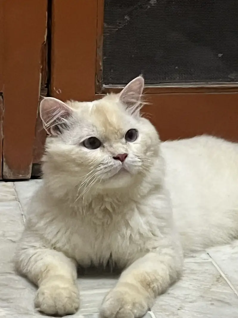 Rs 6,000 Blue-Eyed Male Persian Cat | 1 Year Old | Healthy & Playful — photo 6