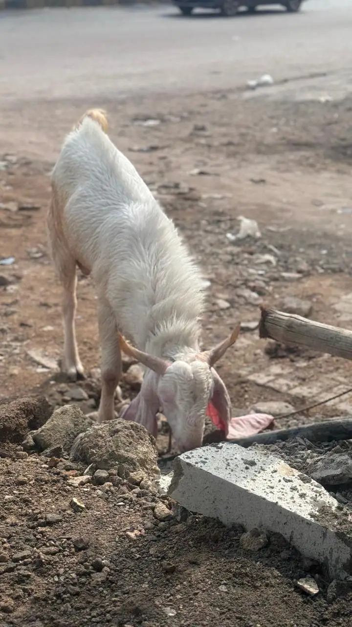 Gulabi Nasal 2 Dant Bakra 2 Color Eyes — photo 2