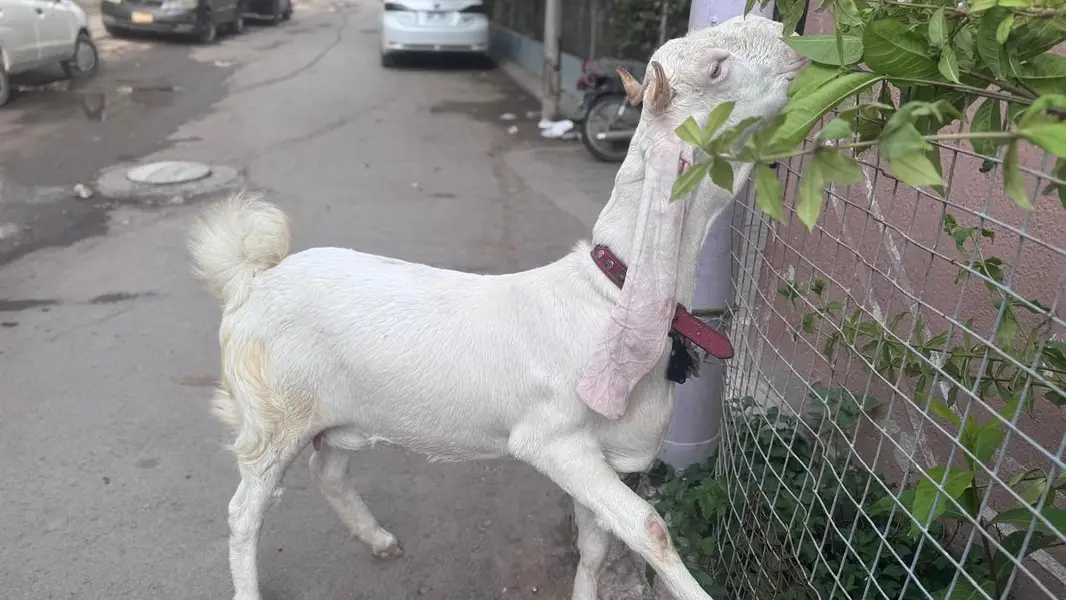 Gulabi Nasal 2 Dant Bakra 2 Color Eyes — photo 3