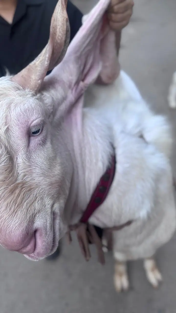 Gulabi Nasal 2 Dant Bakra 2 Color Eyes — photo 4
