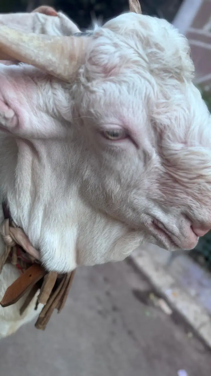 Gulabi Nasal 2 Dant Bakra 2 Color Eyes — photo 5