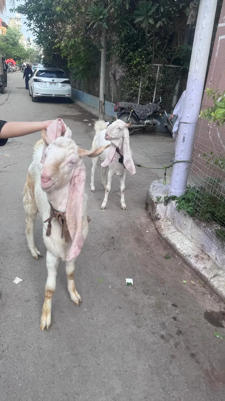 Gulabi Nasal 2 Dant Bakra 2 Color Eyes — photo 6