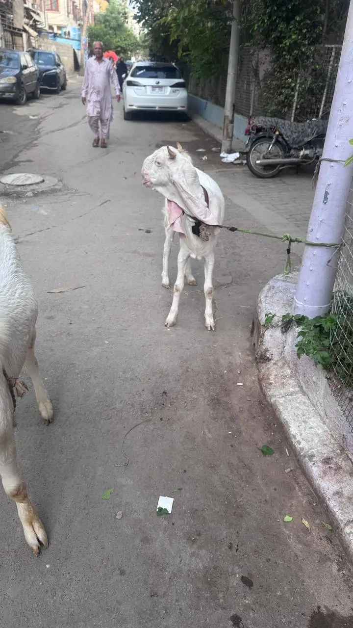 Gulabi Nasal 2 Dant Bakra 2 Color Eyes — photo 7