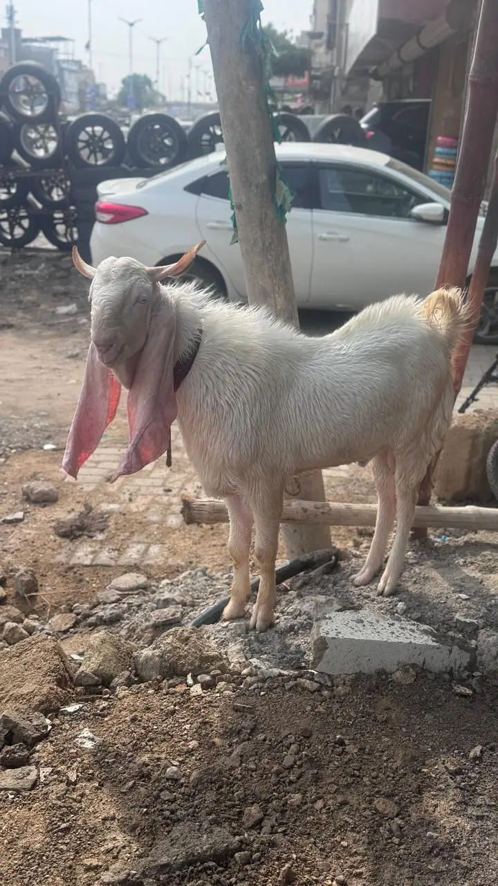 Gulabi Nasal 2 Dant Bakra 2 Color Eyes — photo 8