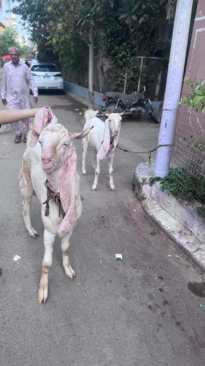 Gulabi Nasal 2 Dant Bakra 2 Color Eyes — photo 9