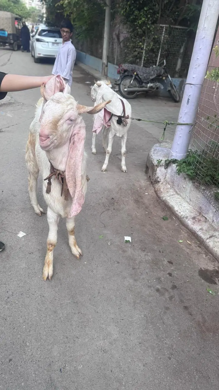 Gulabi Nasal 2 Dant Bakra 2 Color Eyes — photo 10