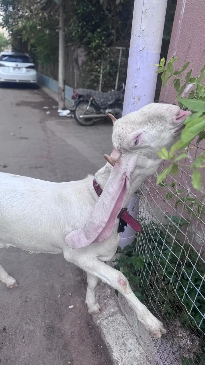 Gulabi Nasal 2 Dant Bakra 2 Color Eyes — photo 11