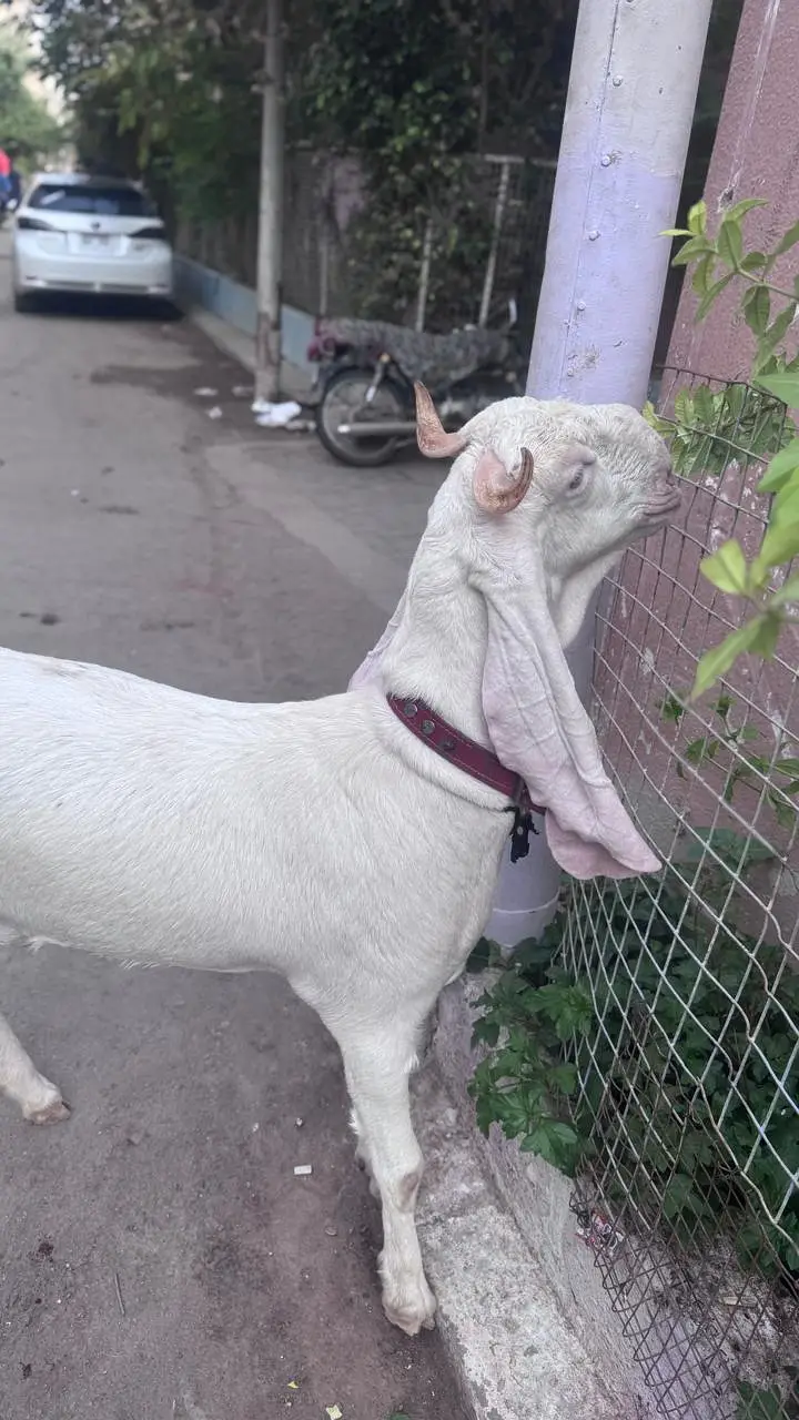 Gulabi Nasal 2 Dant Bakra 2 Color Eyes — photo 12