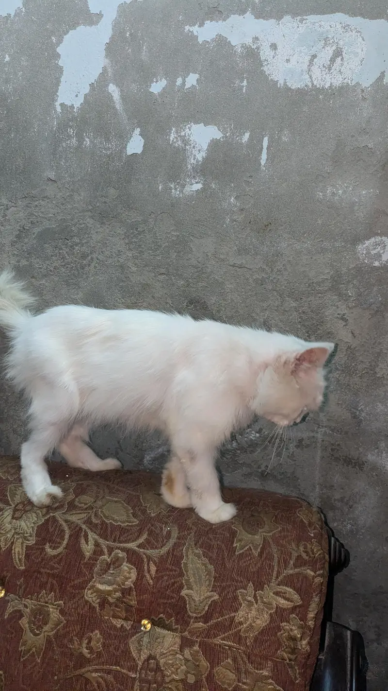 Breeder Pair + 2 Kids — photo 2