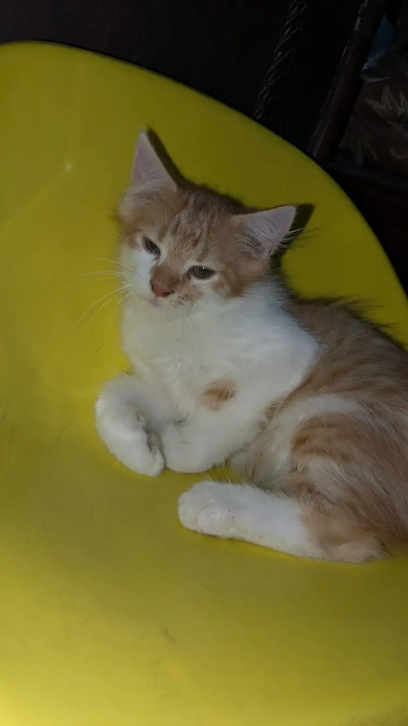 Breeder Pair + 2 Kids — photo 3