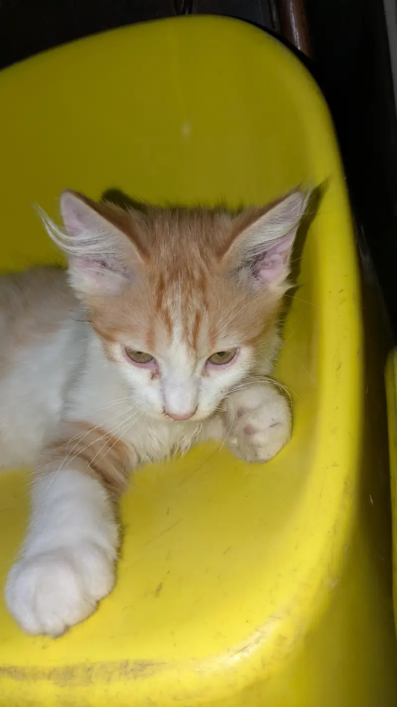Breeder Pair + 2 Kids — photo 4