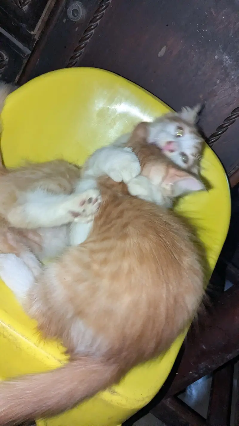 Breeder Pair + 2 Kids — photo 5