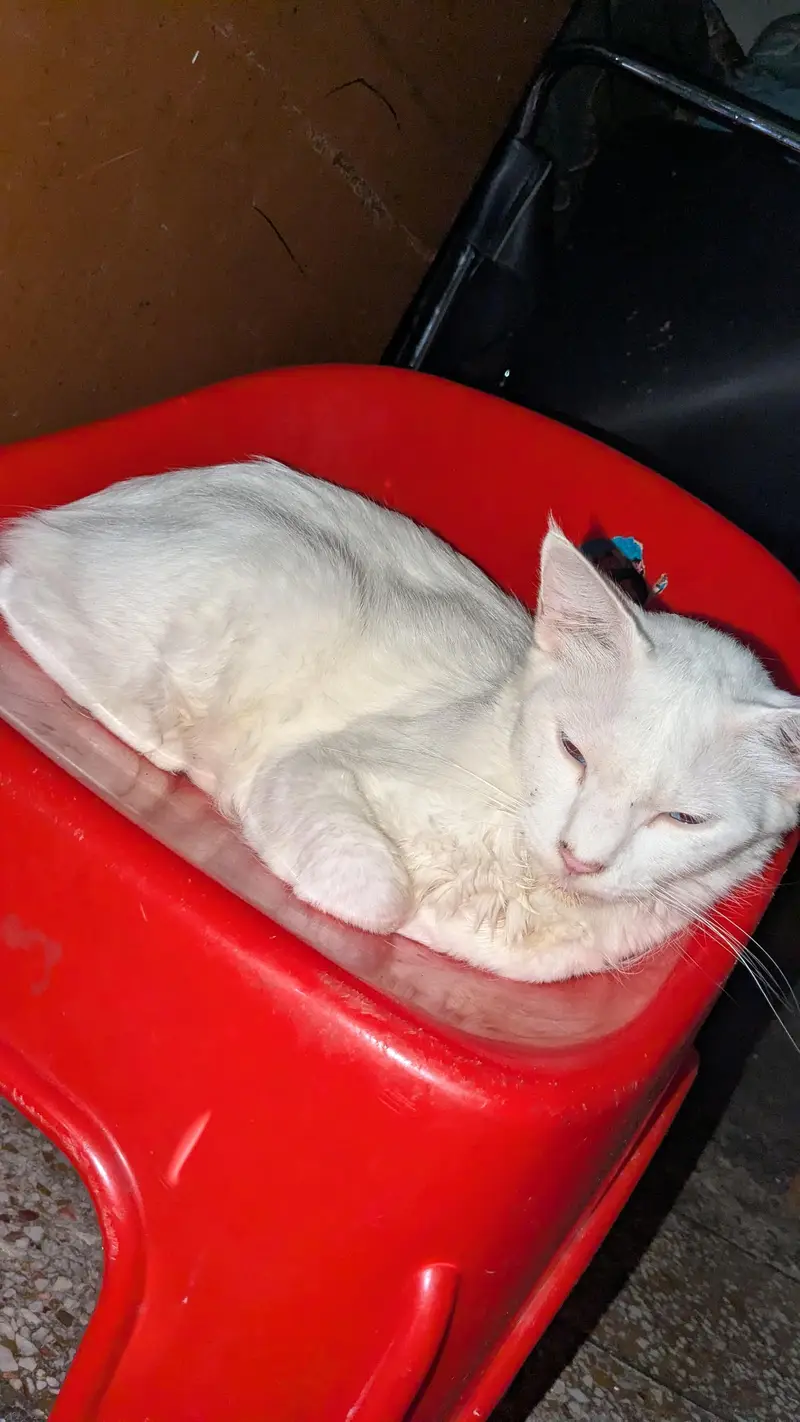 Breeder Pair + 2 Kids — photo 7