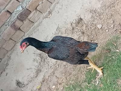 Home Breed Aseel