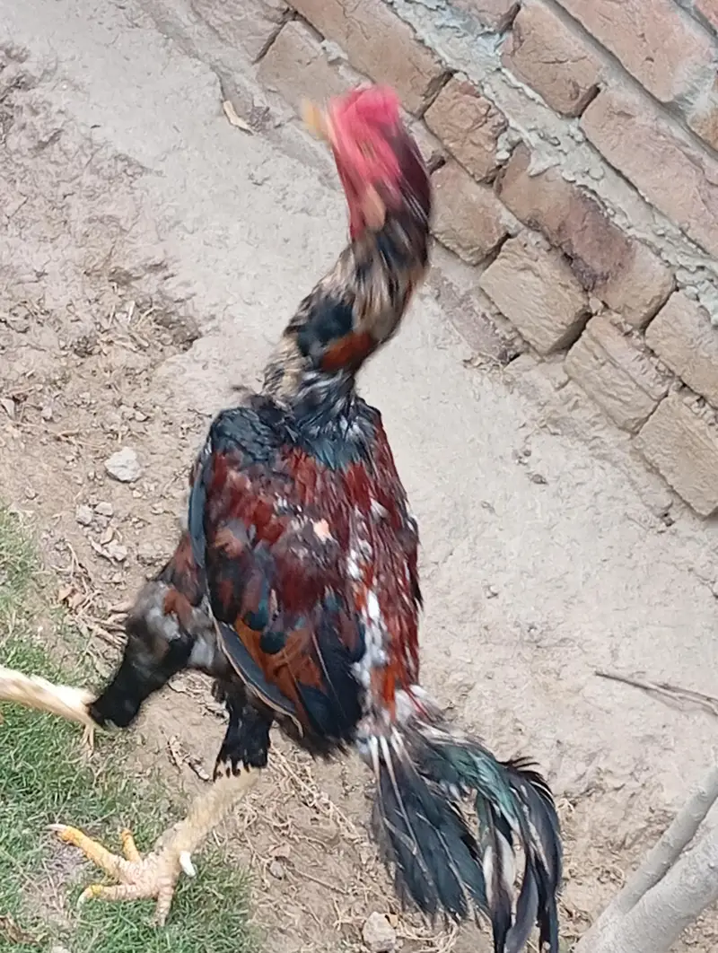 Home Breed Aseel — photo 2
