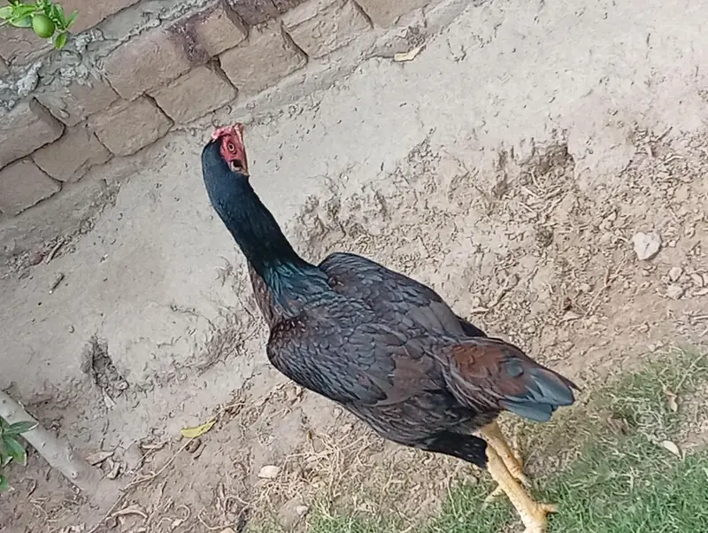 Home Breed Aseel — photo 3