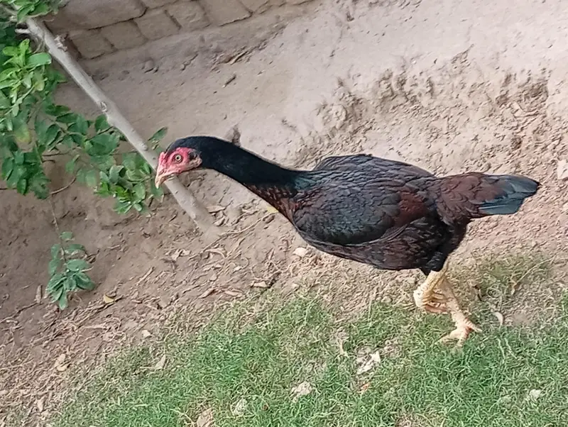 Home Breed Aseel — photo 4
