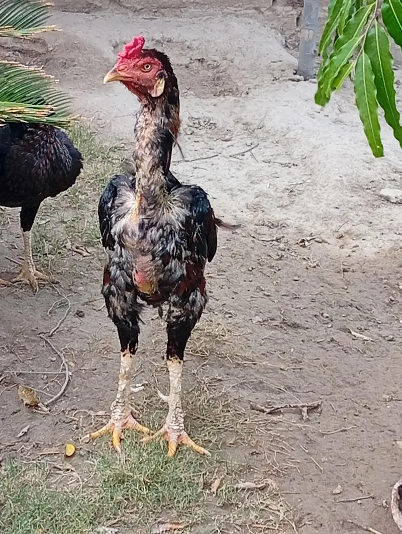Home Breed Aseel — photo 5