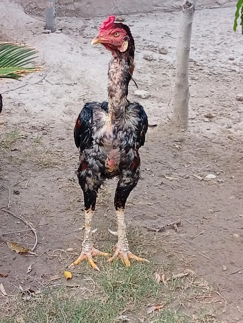 Home Breed Aseel — photo 6