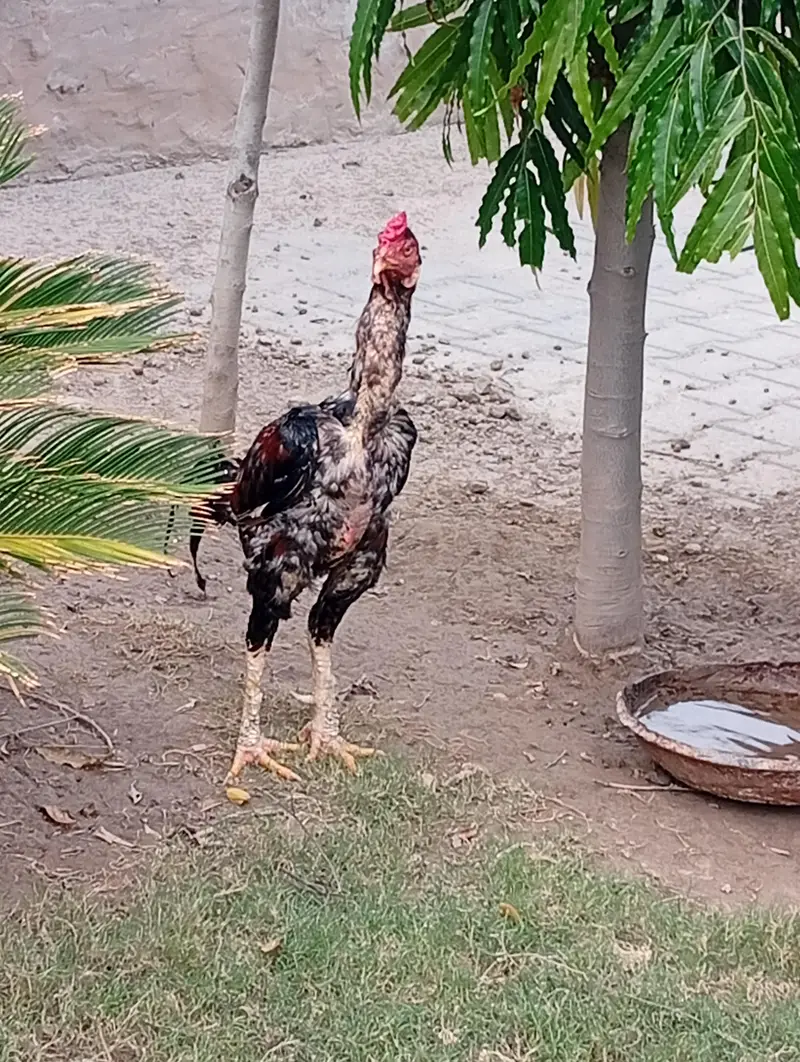 Home Breed Aseel — photo 7