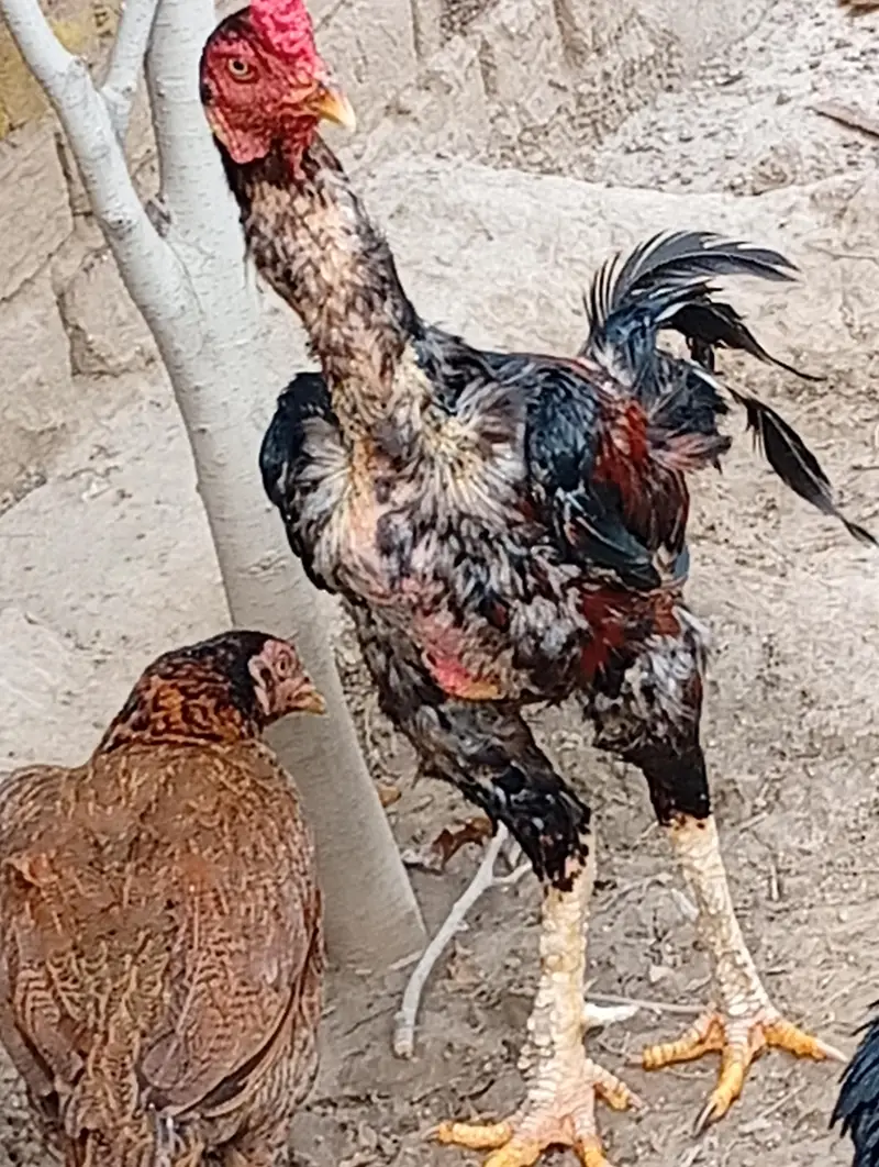 Home Breed Aseel — photo 10