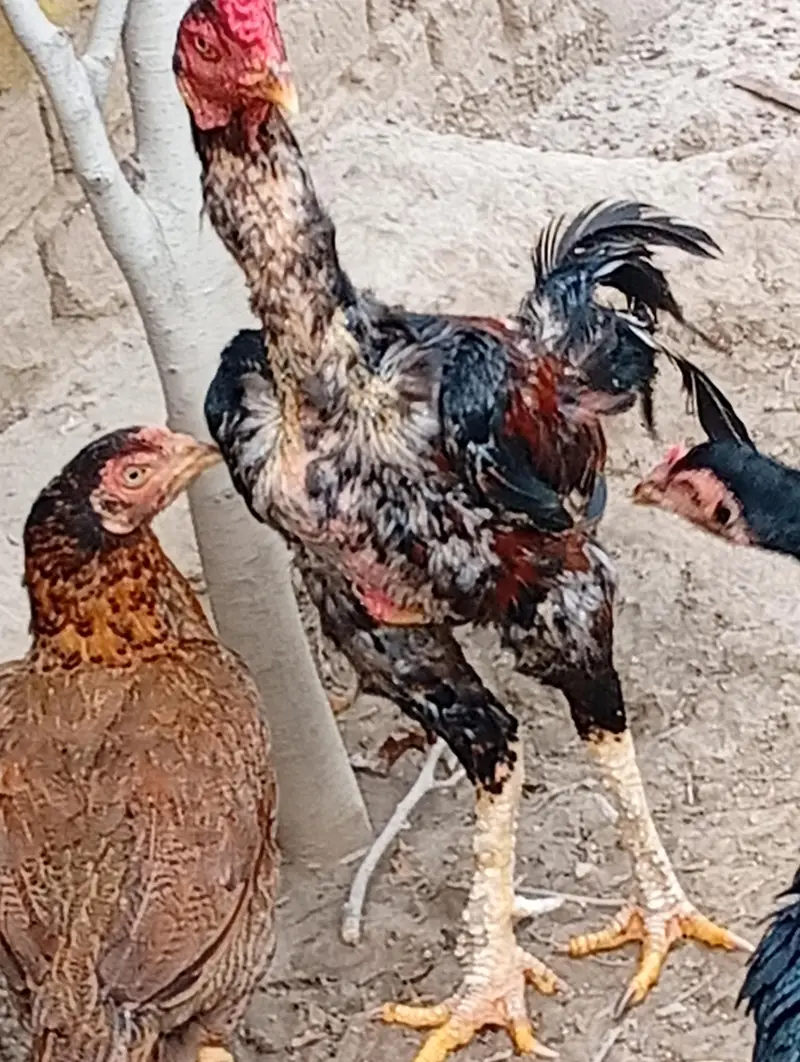 Home Breed Aseel — photo 11