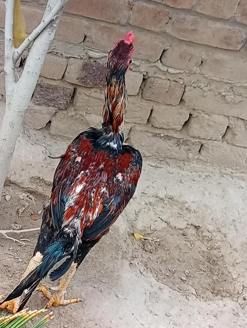 Home Breed Aseel — photo 12