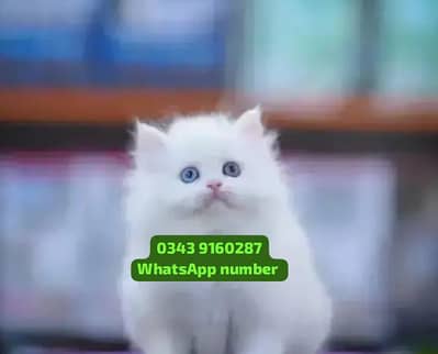 ( Persian Female Kitten ) For sale Contact WhatsApp