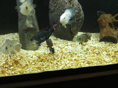 snow parrot breeder, Oscars,green terror,black ghost