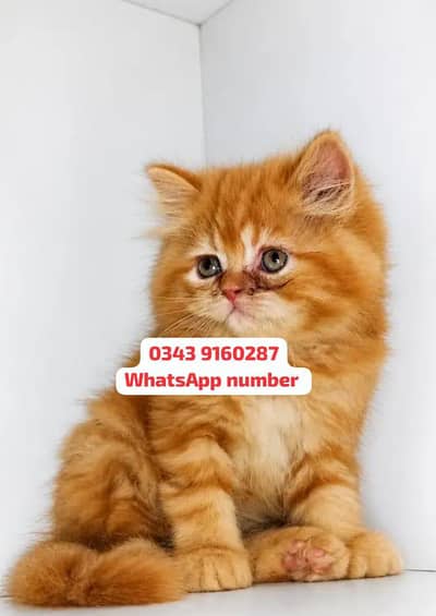 ( Persian Female Kitten ) For sale Contact WhatsApp
