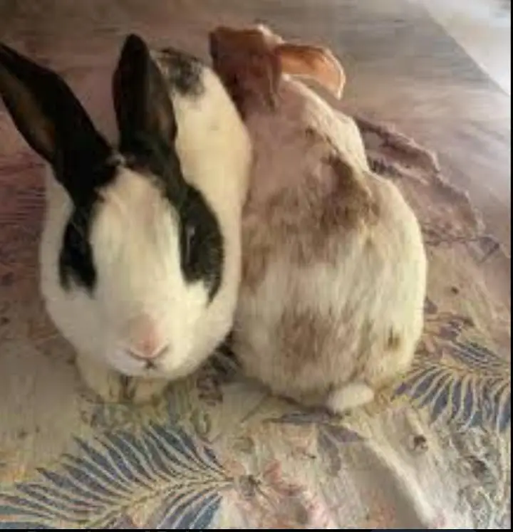 Achi cheez hai breed achi karte hain rabbits breeder 4 available — photo 2