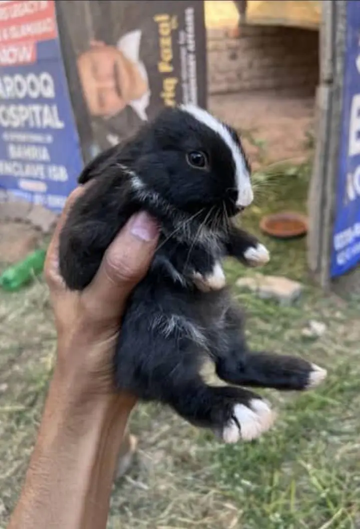 Achi cheez hai breed achi karte hain rabbits breeder 4 available — photo 3