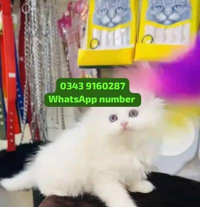 ( Persian Female Kitten ) For sale Contact WhatsApp