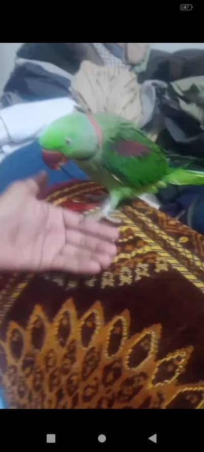 tamed and talking. face to face talking he 0 bite he.