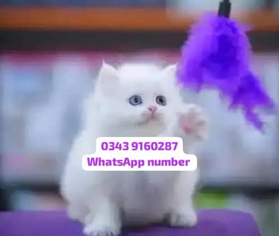 ( Persian Female Kitten ) For sale Contact WhatsApp